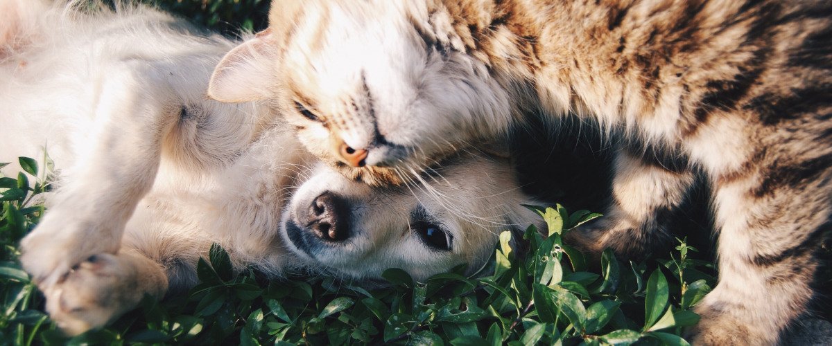 whereyatnola's tweet photo. "Here are a few of New Orleans’s most famous Insta-pets." #nolapets #instagram https://t.co/burtgvyXzf https://t.co/gPHArqoebt