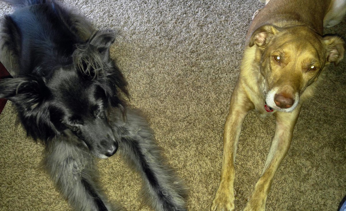DogGrover's tweet photo. Humans take note: everyone does not need to be the same color. https://t.co/N0sDA17U76