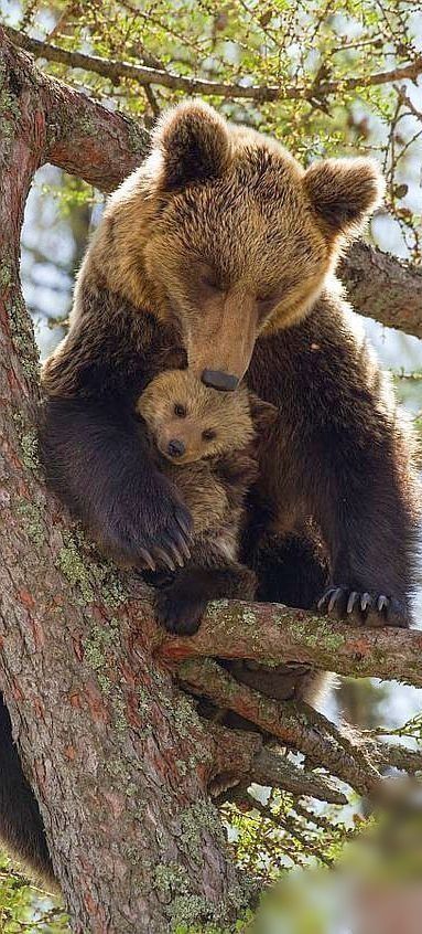 Ecogranjero's tweet photo. #amoranimal https://t.co/Q8vcqcG8B4