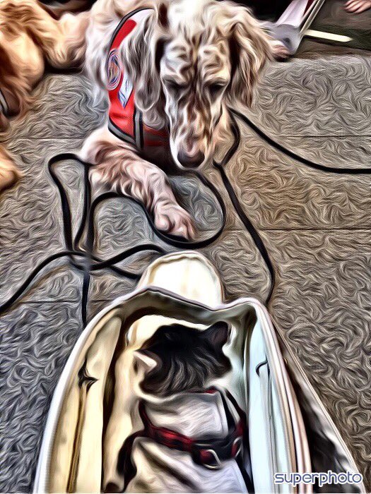 Cat proofing some of our SAR K9's; kitty is sitting happily in the bag, knowing that these well-behaved K9's will look but not touch🐾🐾