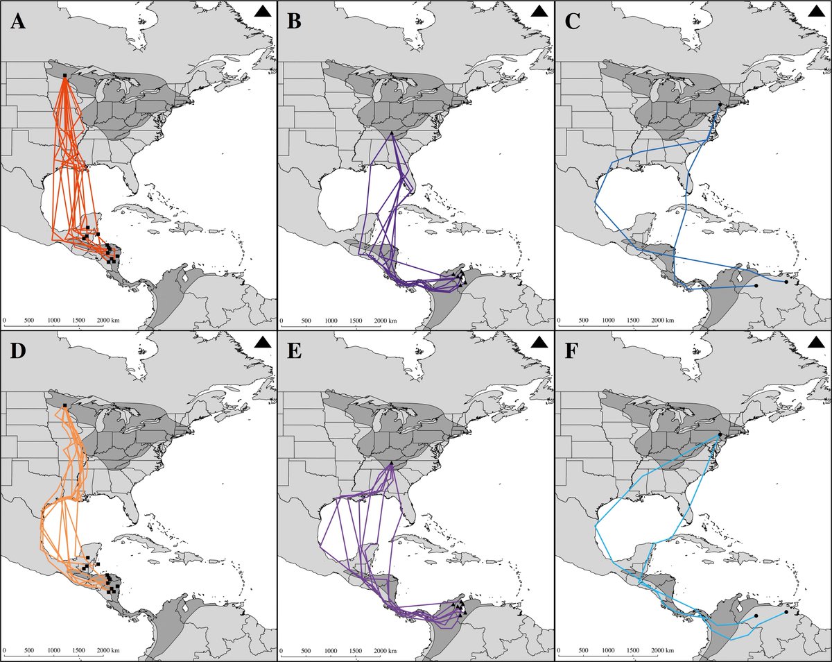 Now #OA! Nonbreeding isolation &amp; pop.-specific migration patterns of 3 Gldn-winged Warbler populations americanornithologypubs.org/doi/full/10.16… #ornithology