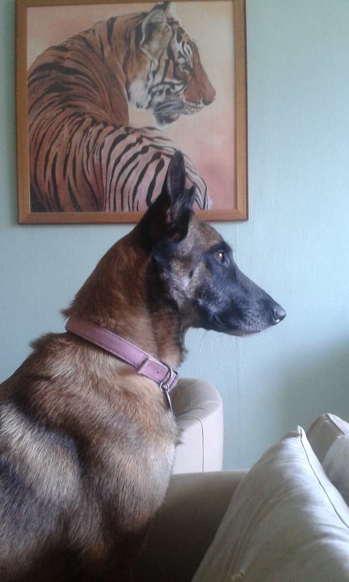 HoupsNomade's tweet photo. #Houps #malinois #chiensdesport #doglife #doglover #photos #jepose 😊😊🐾🐾🐕🐕 https://t.co/KhJnu2b54r