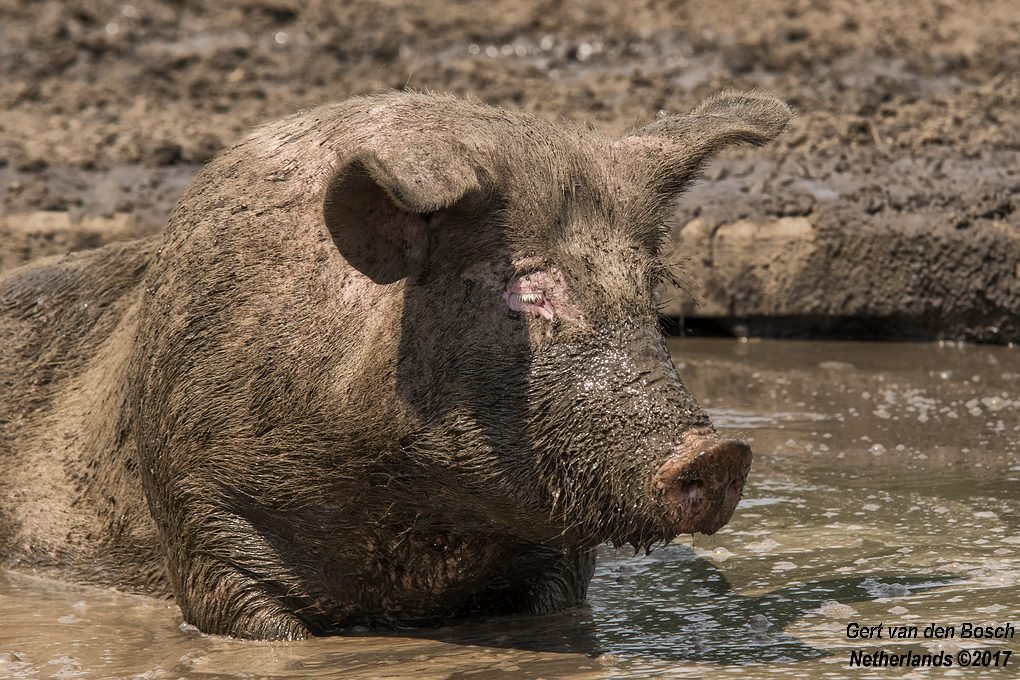 Dipping in the glorious mud 2 🐖🐽🇳🇱<a href="/FlavoursoftheFa/">Flavours of the Farm</a> <a href="/worstmakers/">Brandt & Levie</a>