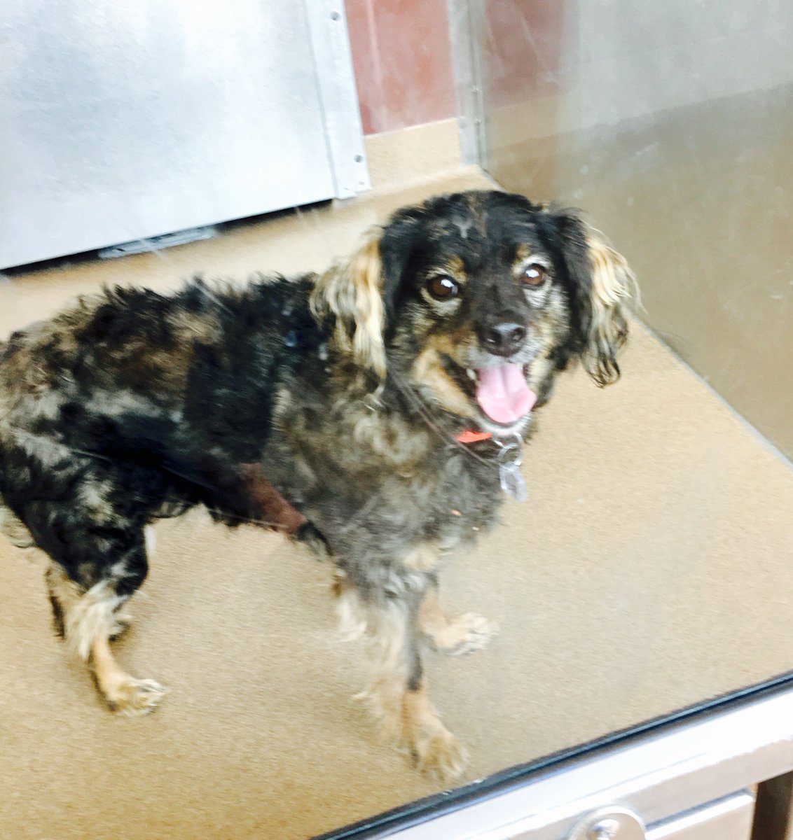 Meet Delilah Grace! A 6 yr old female, black &amp; tan, terrier mix available for #adoption! Come see her today! #adopt #dogs
