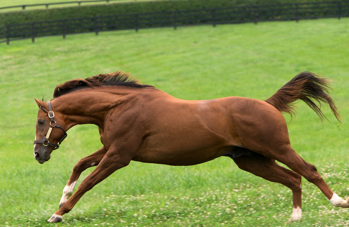 DarleyStallions's tweet photo. #Midshipman’s 3yo son Red Lightning thundered home impressively to win by 3 1/4 lengths yesterday @DelMarRacing while scoring a 94 Beyer https://t.co/4dc9VrFz2n