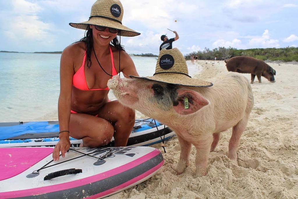 CaribeSUP's tweet photo. The definition of friendship goals 🐽🏄‍♀️🌞🌊🐖 #lovemondays #optoutside #supadventures #exuma #fun #goodtimes #summer… https://t.co/FPCbXd8FtP https://t.co/usD3TMbDiO