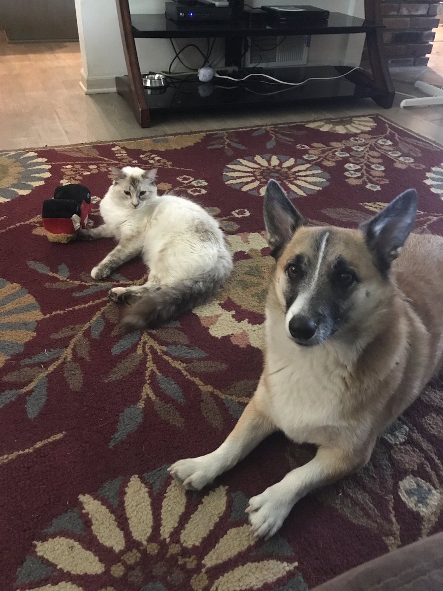 miaggithekitty's tweet photo. My minion, Thor and I are waiting for another week for @darkhorseofkc to come home #simonscatlogic @SimonsCat @DailyCorgis https://t.co/UPvJ0SOK36