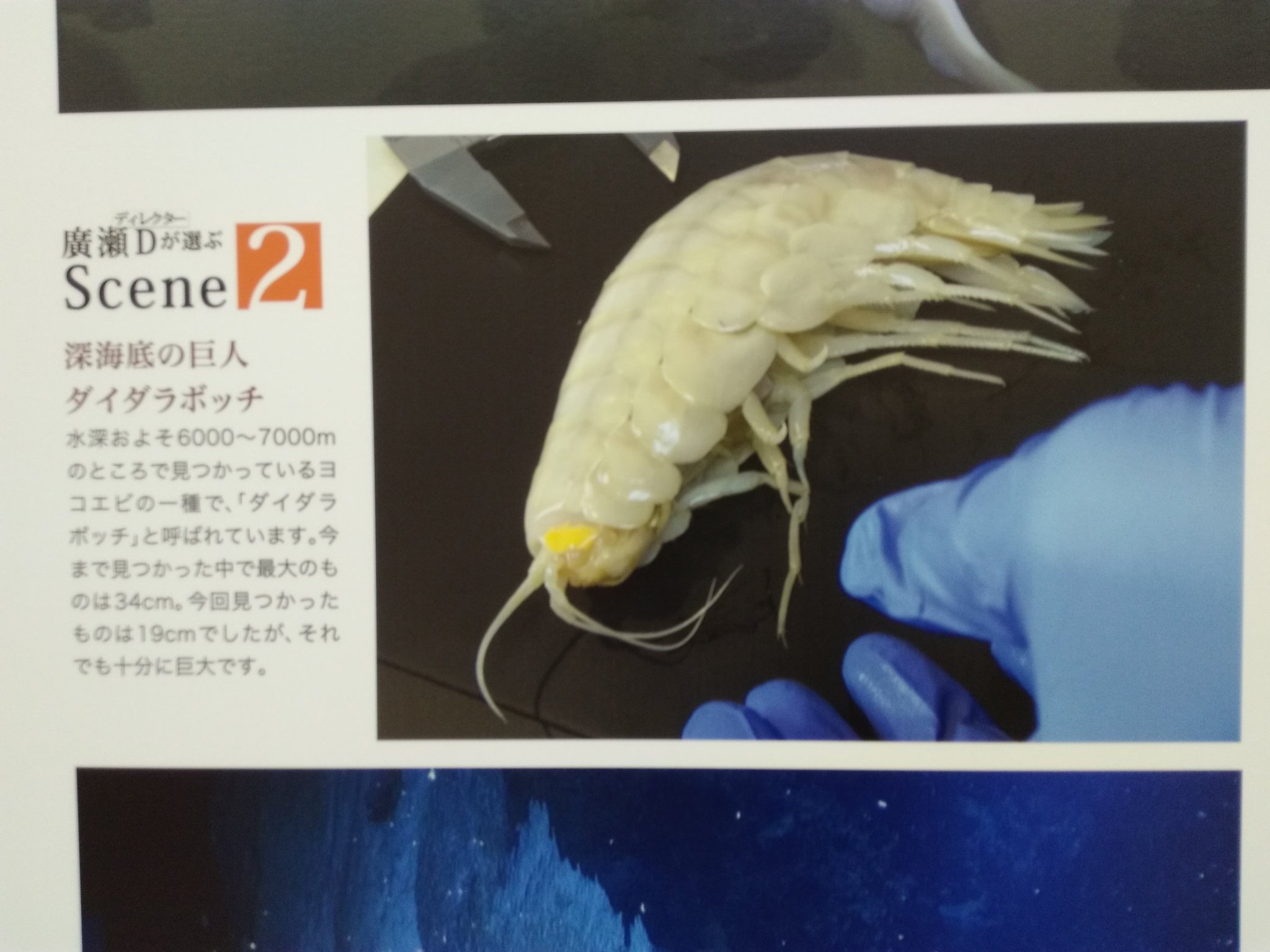 ろた Pa Twitter 深海展にもダイダラボッチさんがいました しかしそれより何よりデメニギスの魅力に圧倒されて 会場に展示されていた中川翔子さんの絵画にも いの一番に出ていたけど まさに深海のスター 獲物を捕まえるときに 普段は上