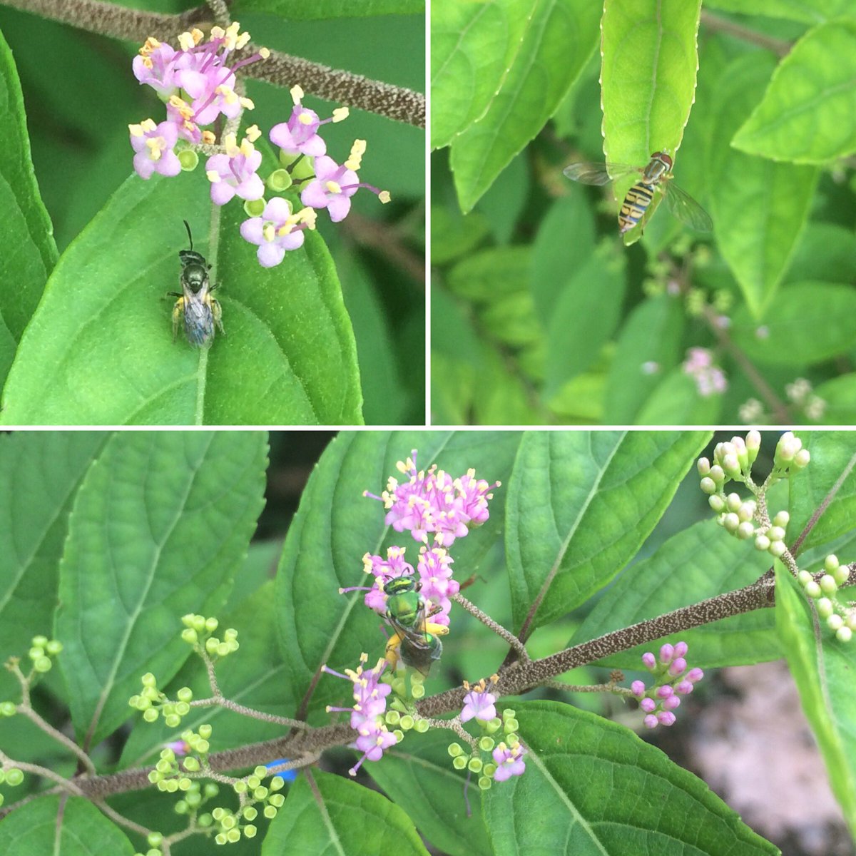 monarchwatch's tweet photo. One beauty berry bush, 3 tiny pollinators #pollinatorhero #pollinatormonday https://t.co/yyNstdSV8A