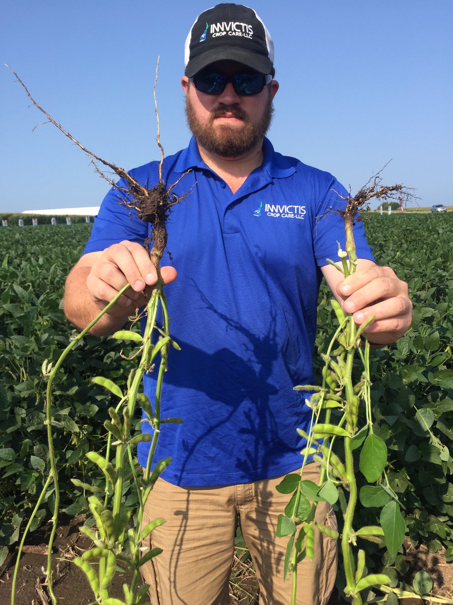 Mize1Mize's tweet photo. #DUVETST #SUTTON,NE #canuseethedifference #107podstreatedvs65untreated #rootbiomass https://t.co/gIhtZTfxes