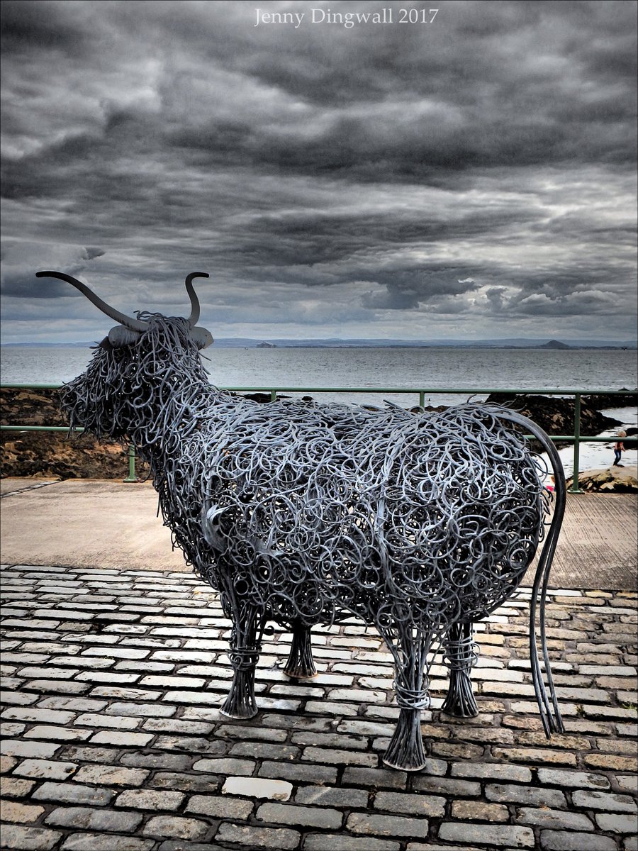 Pittenweem Arts Festival..'A wee Coo'. <a href="/scotlandonfilm/">Photography of Scotland</a> @exploringfife <a href="/EastNeukofFife/">East Neuk of Fife</a> <a href="/EastNeukCentre/">East Neuk Centre</a> <a href="/TouristScottish/">#Scotland</a> <a href="/scottishstore/">Scottish Gifts Store</a>