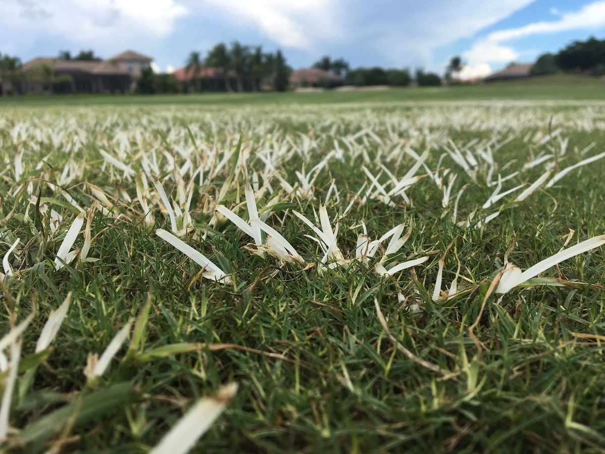 ChrisAllenTurf's tweet photo. My goosegrass "crop" didn't enjoy the #Pylex 4 days later, @ .25oz/A, MSO .5% v/v, chelated iron 2oz/M. Loving product so far @BASFTurf_us https://t.co/BMDy3Rd1rL