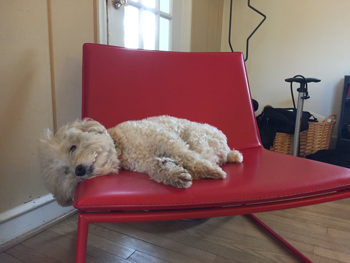 Glovey_Chron's tweet photo. Pondering life. Finding it exhausting. Life, I mean. Not the pondering. I'm very good at pondering. #SmartDog #DogPhilosopher https://t.co/hk3Gz122zR
