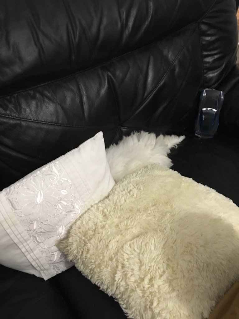 Cazzlie's tweet image. Spot the dog