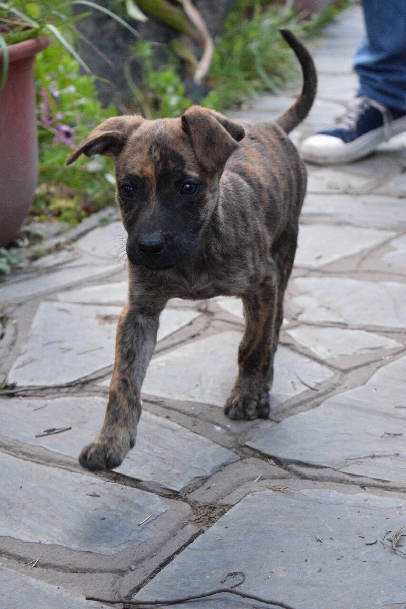 AmorDePerro_'s tweet photo. Les pedimos difusion para estos cachorritos y su madre hermosos en adopcion! Solo tienen amor para dar. Difundir! https://t.co/9IbGFNj45M