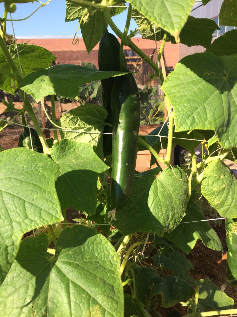 LPS Sustainability tweet media