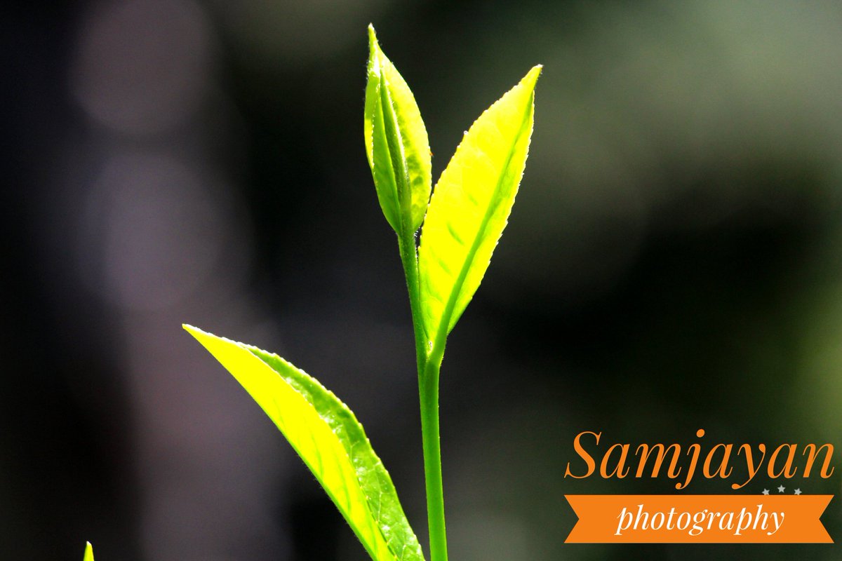 Samjayan5's tweet image. The green TEA