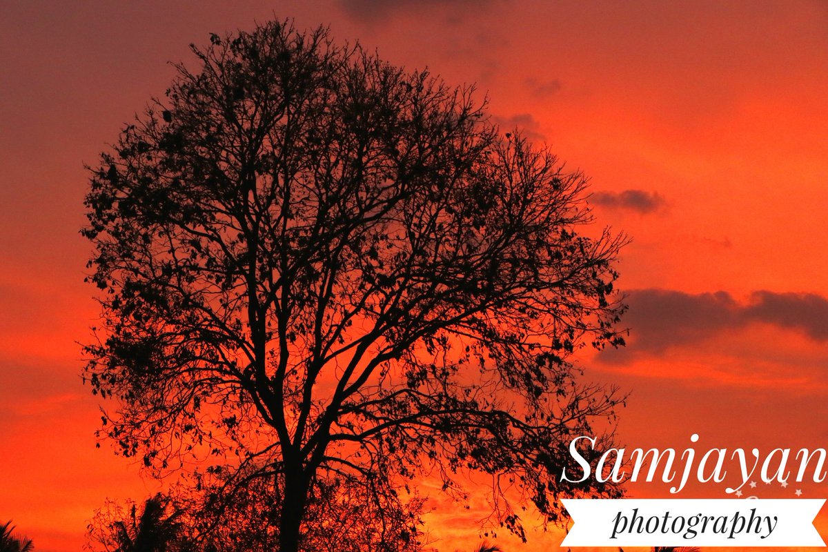 Samjayan5's tweet image. Evening pic. The single tree