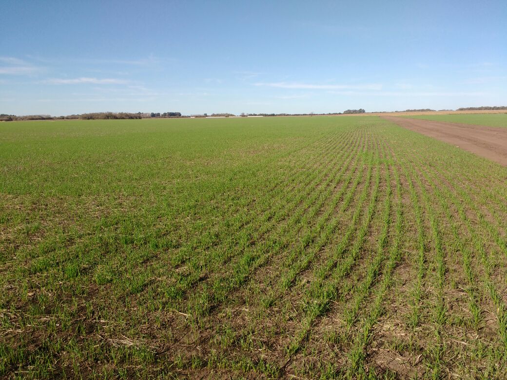 agriculturaar's tweet photo. #FotodelDía que nos mandan nuestros delegados de General Madariaga. Trigo en crecimiento #siembra17 https://t.co/1EMHydYvd6