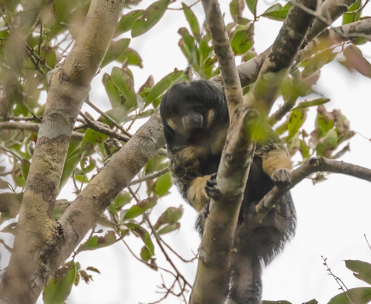 birdwriter's tweet photo. #Vanzolini saki monkey #rediscovered in Brazil after 80 years absence. Read about exciting expedition: https://t.co/JOgk4fuEB8 https://t.co/EbuITVem1B