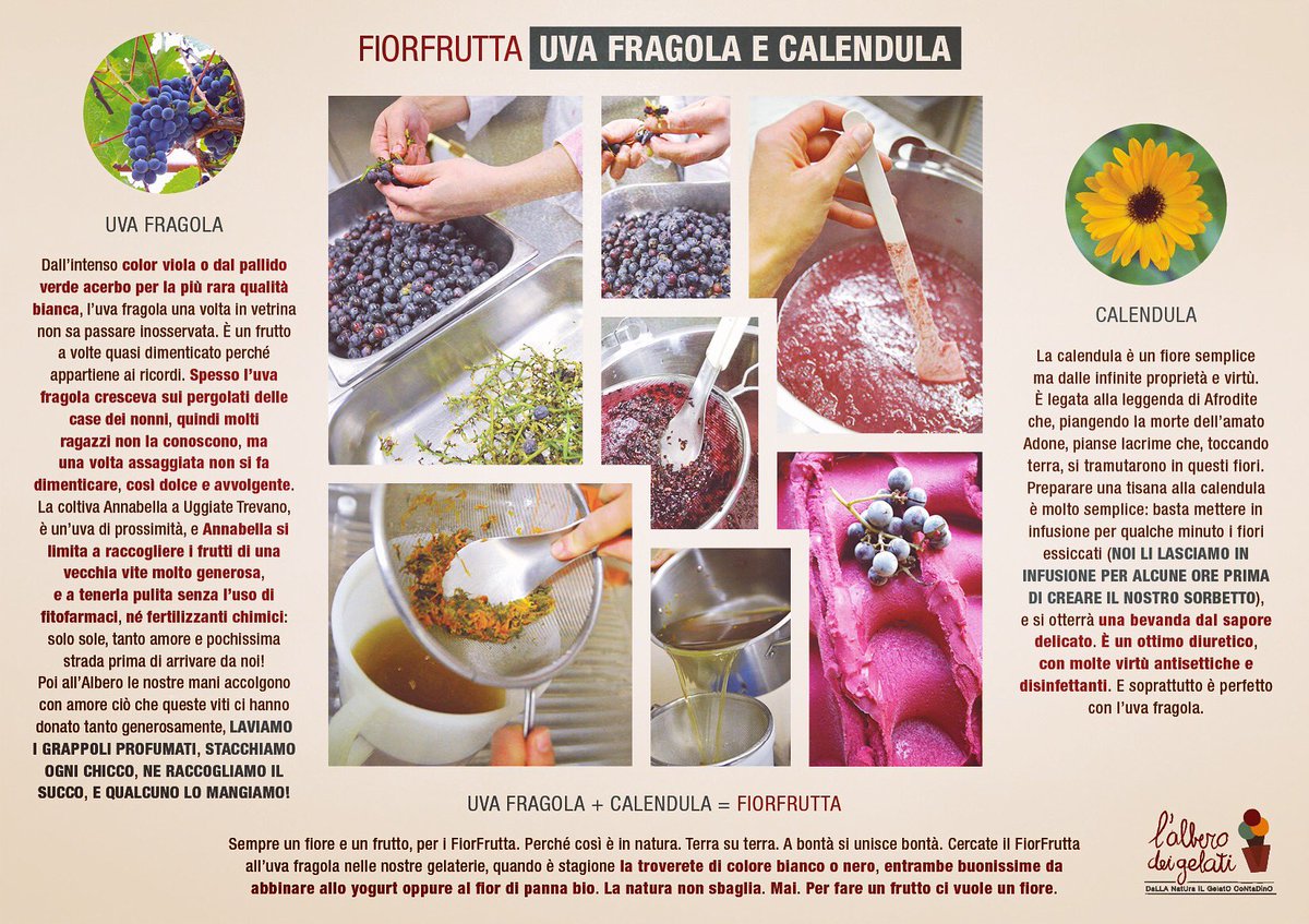 alberodeigelati's tweet photo. IL DIETRO LE QUINTE DEI NOSTRI SORBETTI FIORFRUTTA ...MANI, FRUTTI, FIORI... #fiorfutta #infusi #fruttabio #fioribio #sorbetti https://t.co/4LORWWqpc5