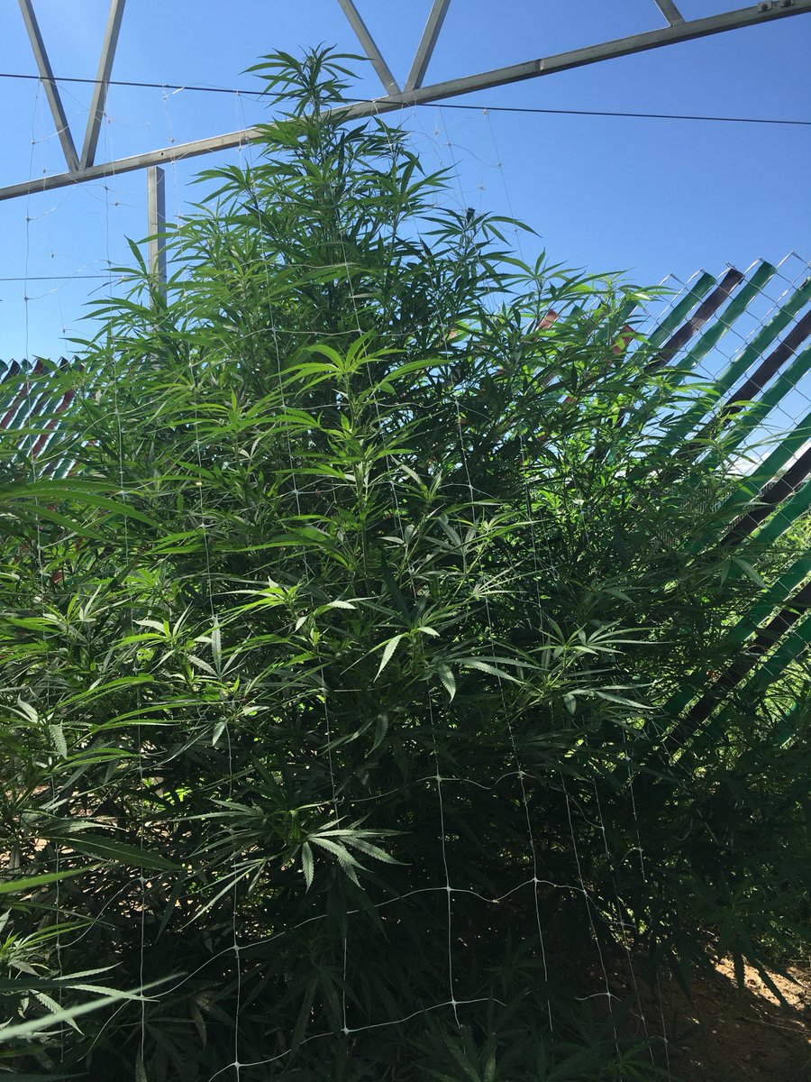 PureMedical719's tweet photo. #cannabisfarmer #rockymountainhigh #trees #organic #puremedical https://t.co/595nK4OZTz