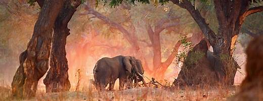 #AfricanBushElephants #ManaPoolsNationalPark 📷@DavidFettes Elephant numbers⬇. #poaching #habitat Aug 12 was #WorldElephantDay #ThePhotoHour