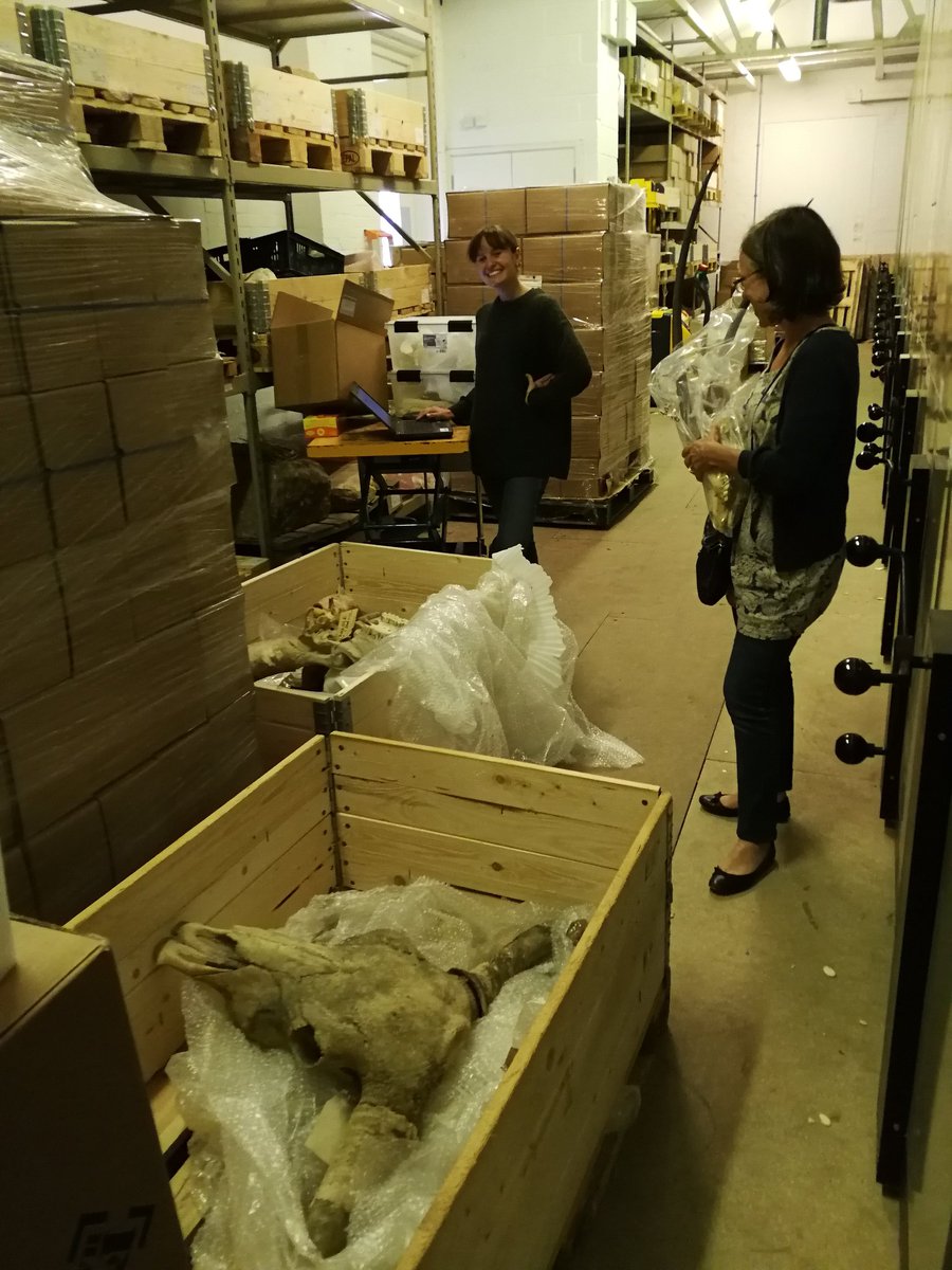 FayWorley's tweet photo. Smaller fauna looking great, now @SEBurgs is repackaging some of the biggest beasts in the @HE_Archaeology reference collection https://t.co/hnTIAr0ey1