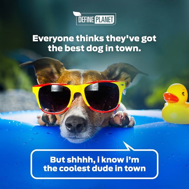 DefinePlanet's tweet photo. Having a furry friend is like having a companion who brings many upsides to life.
#ecofriendlypoopbags #defineplanet #petsupplies #dogsupp… https://t.co/fzJTcivt65