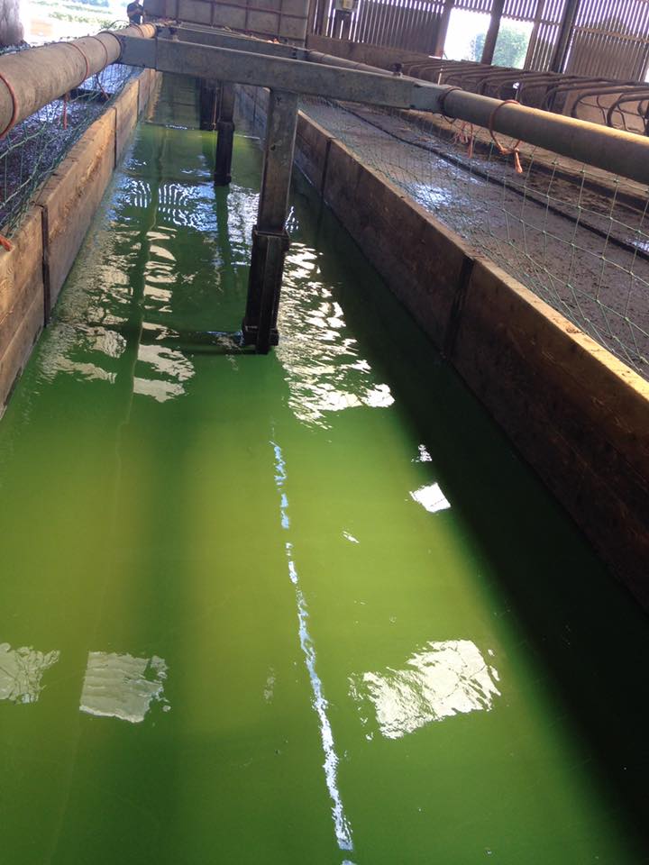 BEFORE &amp; AFTER Feed Passage Coating- a double sided trough in Scotland #teamdairy #beefGB Less Waste, More Eaten