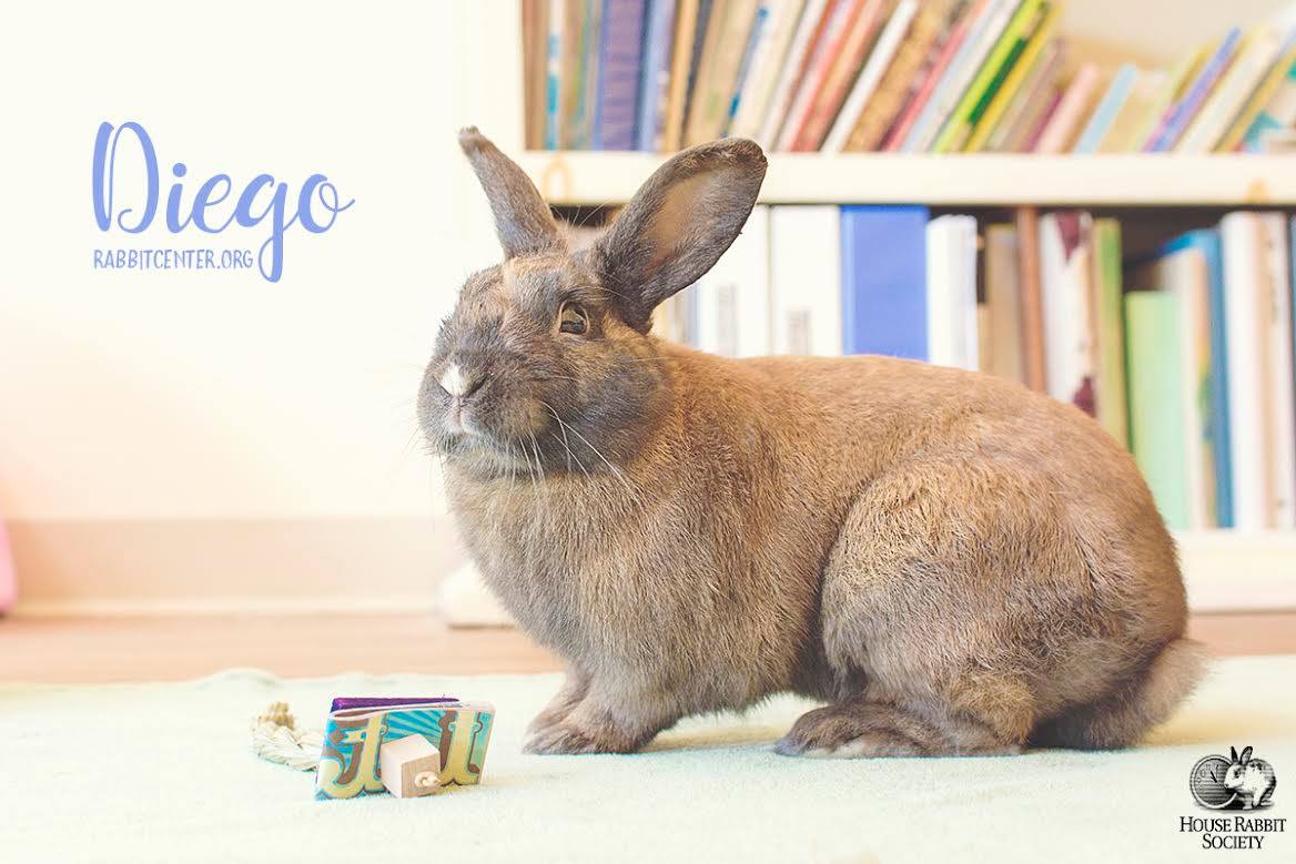 House Rabbit Society (Houserabbit) Twitter