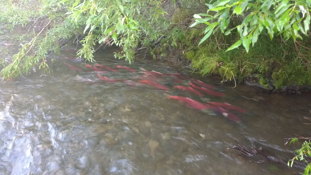 TheRiverGuy's tweet photo. Got to see some sights--@KatmaiNPS, King Salmon and Wood-Tikchik State Park https://t.co/OYnu5pNlEn