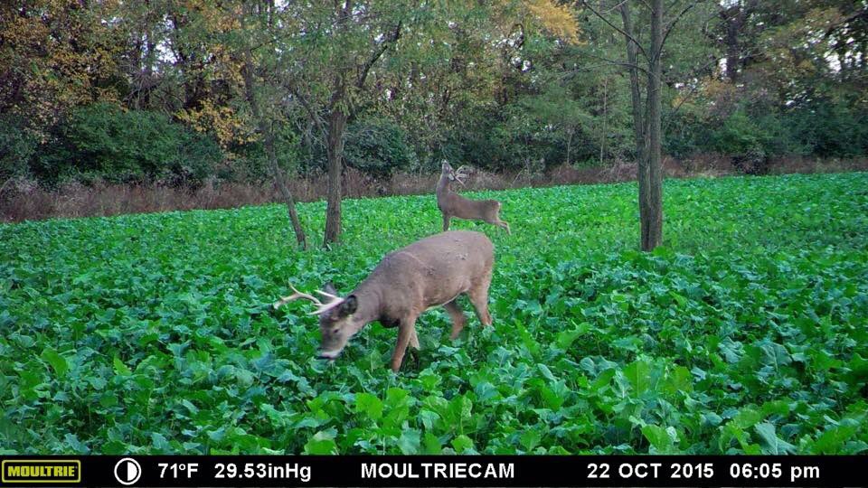 biggamesteel's tweet photo. Couple big Bucks crushing some Horny Buck Seed Booyah Blend! 4lb. bags available on Amazon! #foodplotseed https://t.co/nzjqVFiXJy