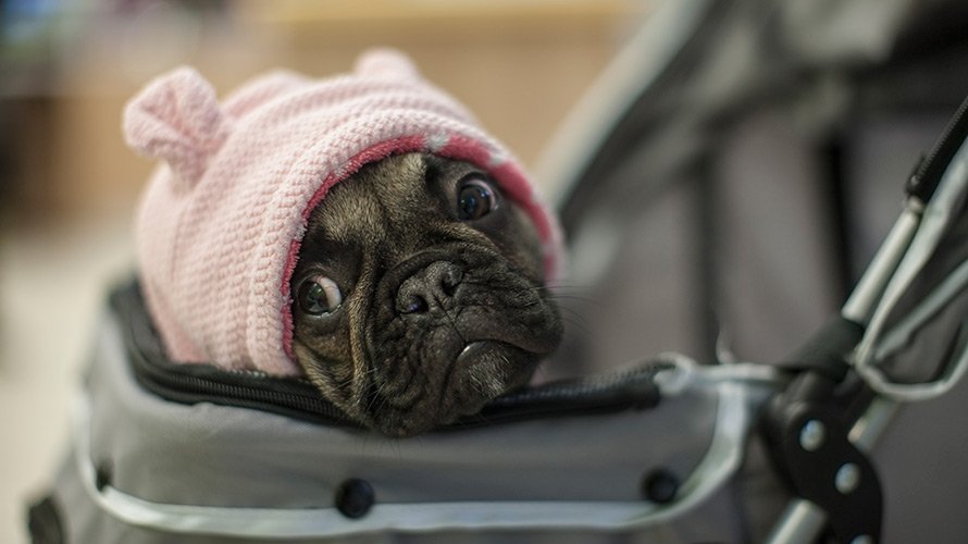 Adweek's tweet image. 44% of millennials see their pets as starter children, and that’s a big opportunity for brands: adweek.it/2vGgEcj