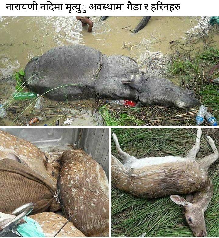 ReganSapkota's tweet photo. It's not about human only! Wildlife are also dying. 😭😭 
#Flood #Nepal #Disaster #Help #Act4Flood #fb https://t.co/vuUpQPNaT4 https://t.co/I65fShJLIz