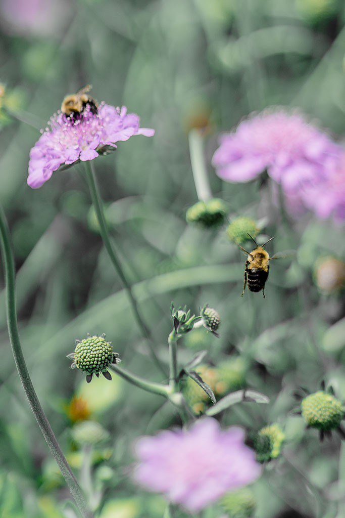Sjkozak's tweet photo. Bee-utiful Collection https://t.co/M1GecZXKhs https://t.co/p6beaGcaIa