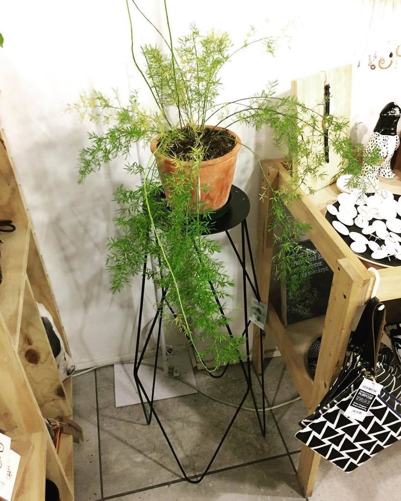 presentspaceCT's tweet photo. How beautiful are these tables by Elsje Design?? A perfect plant stand too. #PRESENTspace #aLOCALcollective https://t.co/sHrkf9RE57 https://t.co/z3kResraYT