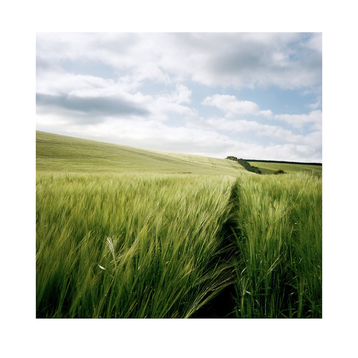 samgregorypics's tweet photo. Working on a couple of long term projects with Rollei but couldn't resist sharing this...#Dorset #Rolleiflex #filmphotography #kodakportra https://t.co/zytcSsKdSO