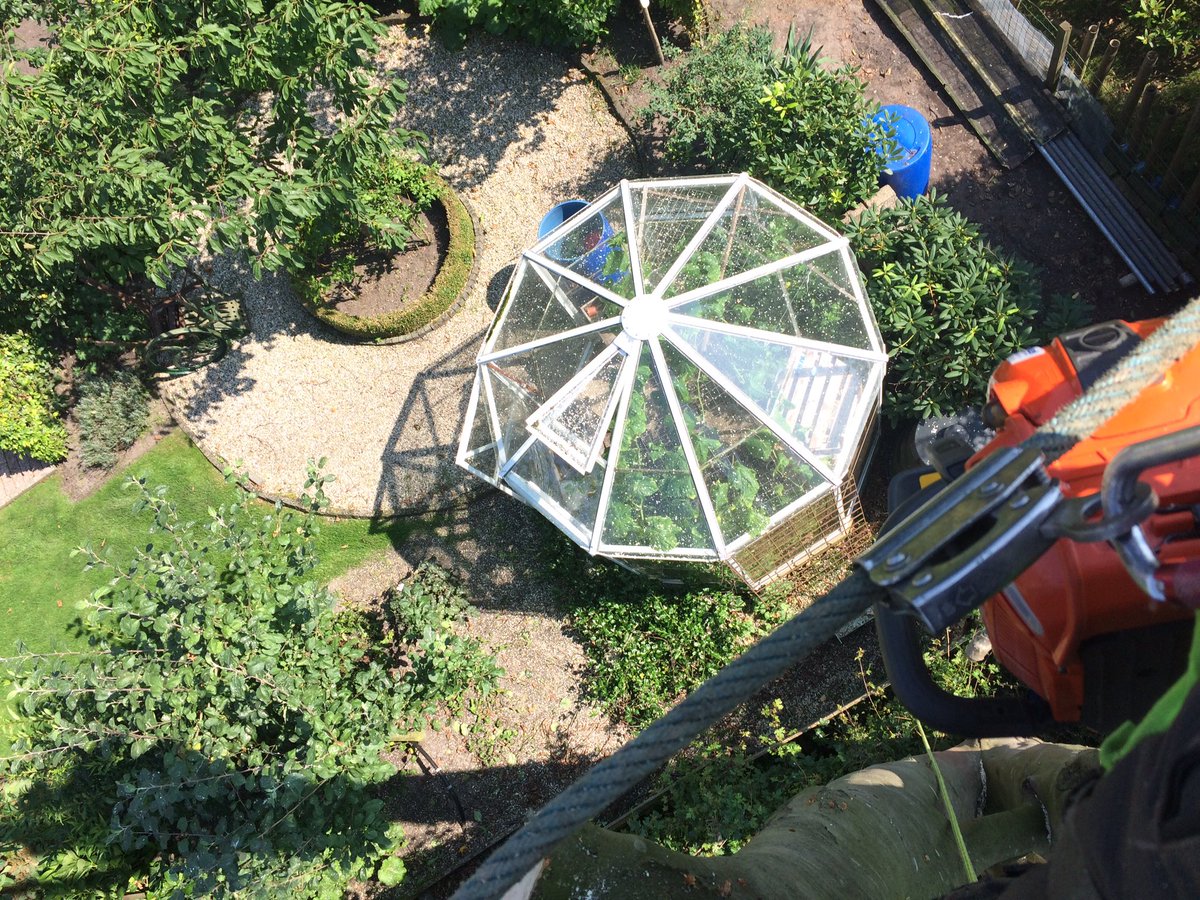 LBoomService's tweet image. Vandaag een zieke beuk klimmend gekapt. Een mooie maar bewerkelijke klus, er stond namelijk een glazen kas onder de beuk...