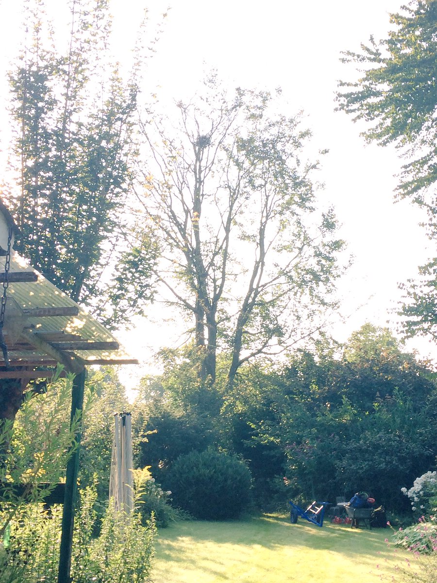 LBoomService's tweet image. Vandaag een zieke beuk klimmend gekapt. Een mooie maar bewerkelijke klus, er stond namelijk een glazen kas onder de beuk...