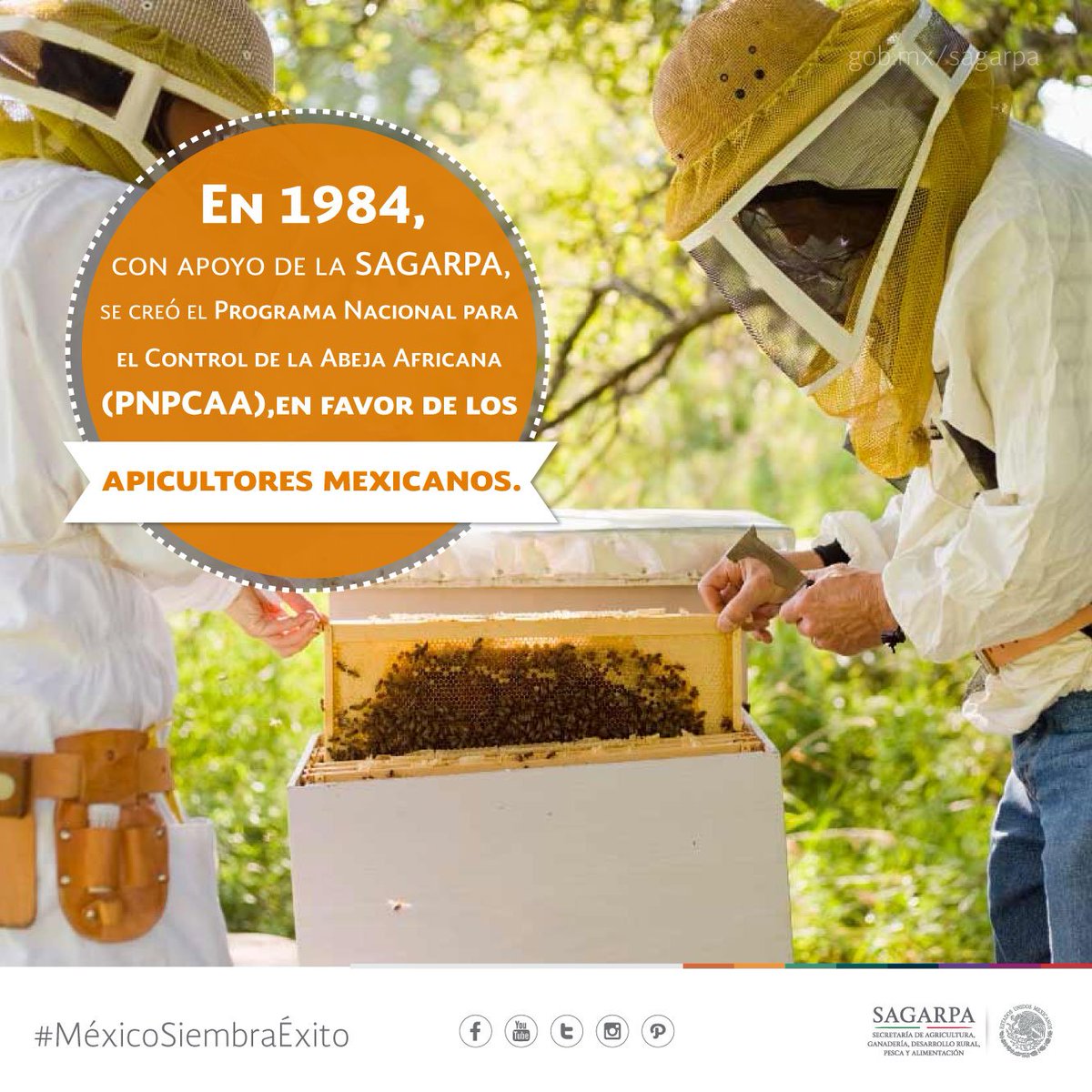 Agricultura_mex's tweet image. ¿Qué es africanización de las abejas? Te lo explicamos en nuestro blog 👉🏽 ow.ly/NsxL30eoVzG 🐝🐝🐝