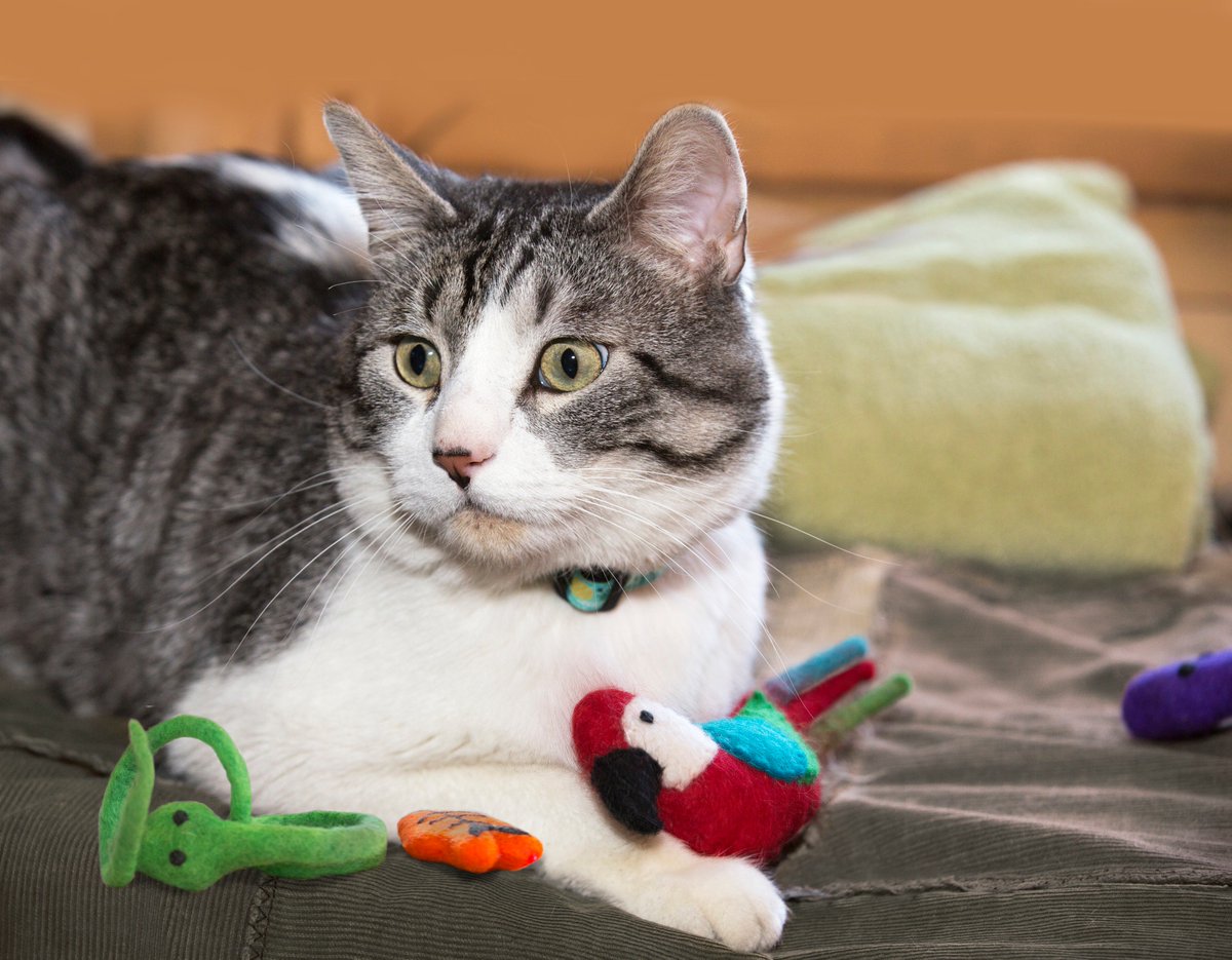 Check out the new video review of our #WoolyWonkz kitty toys > bit.ly/TTPM-Wonkz #CatToys #Kitty #toysforpets #wooltoys #azofree