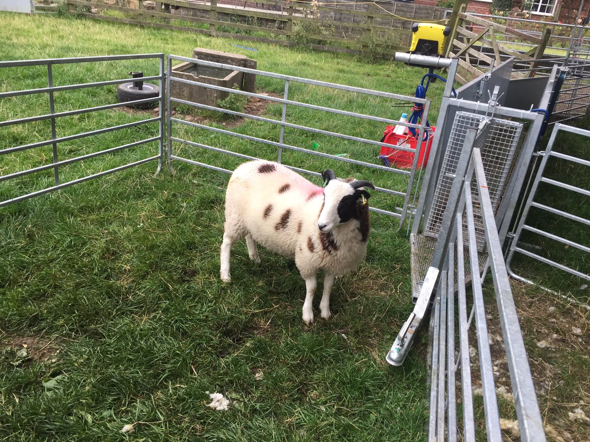 LDSayers's tweet image. Today has been spent sorting out some of the lambs. This Jacob ram lamb is only 4 months old and already weighing 35kg !