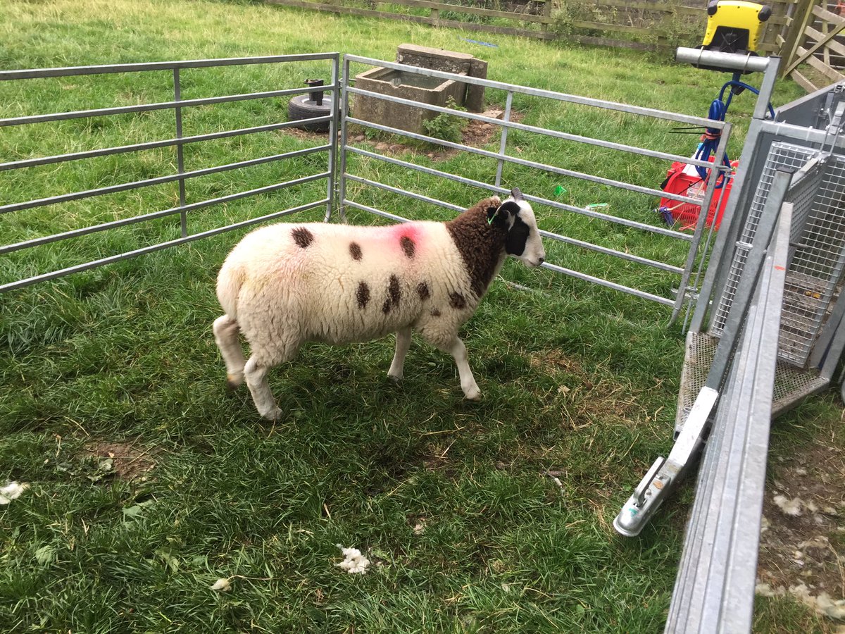 LDSayers's tweet image. Today has been spent sorting out some of the lambs. This Jacob ram lamb is only 4 months old and already weighing 35kg !