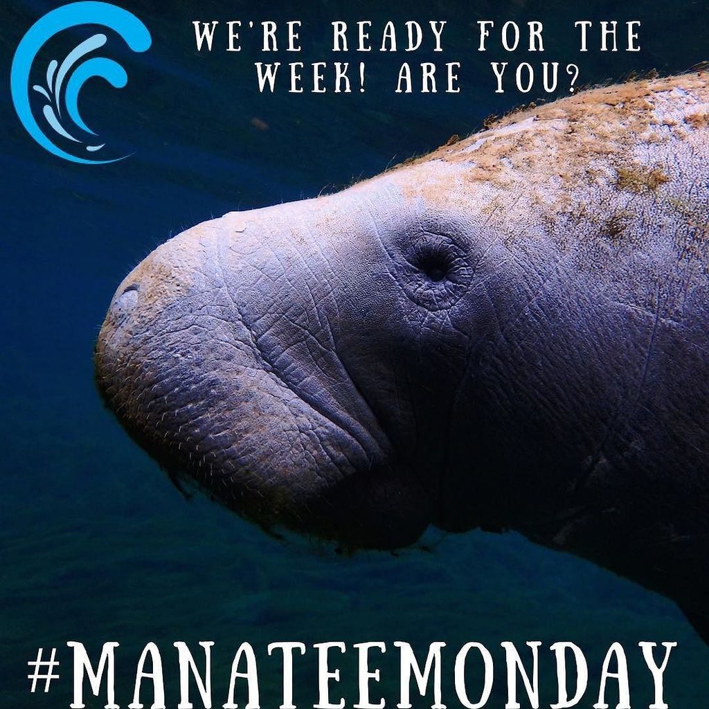 ClnWav's tweet photo. A lot of work this week while we move! *
*
*
#tampa #manatee #manatees #manateecounty #hillsboroughcounty #florida… https://t.co/PSjMWNppRc https://t.co/F4I0ML5AxV