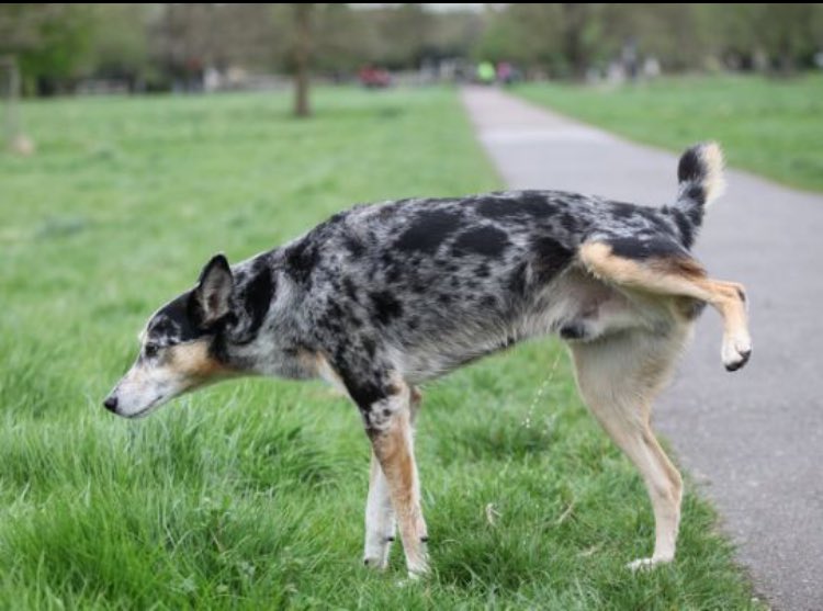 SchullerRenzoOF's tweet photo. Por qué un perro levanta una pata para orinar?
Porque si levanta las dos se cae. https://t.co/vD2MD7oahP