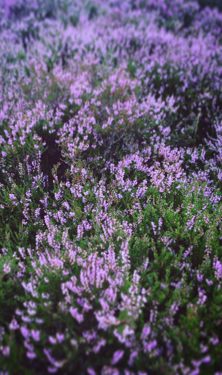 ValleyViz's tweet photo. It might be time for #greenman17 but lilac is the colours of the hillsides at the moment... best they've been for years. #gwladgwlad #Cymru https://t.co/JlKA3d4bSi