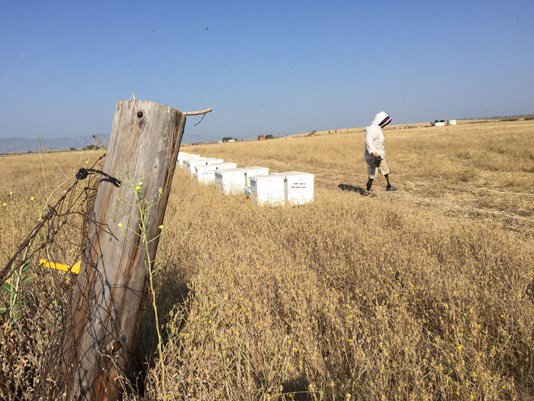 vtborel's tweet photo. #Woodland #ArmyVeteran takes up #beekeeping after combat disaster https://t.co/fHWh0JawCC via  @ABC10 https://t.co/jLLnaZ2p2Y
