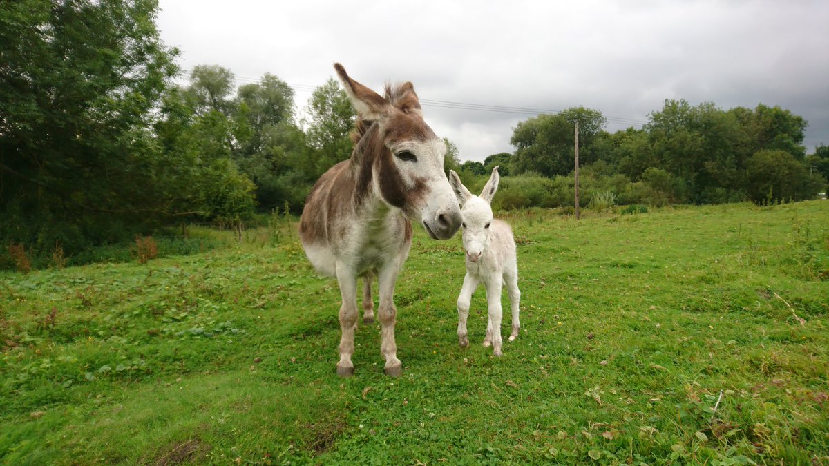 MillCottageFarm's tweet photo. Welcome to the world, Dusty. Maggie delivered her beautiful little colt. Isn't he stunning 😍 #babydonkey #mcfe #donkey https://t.co/gUPrSj8cAd