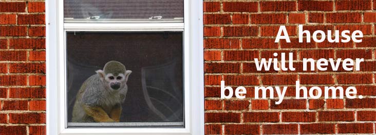 RSPCAcymru's tweet image. Monkeys are still being kept as pets. A domestic house is #NotTheirHome. Tell @AssemblyWales AMs it's time to act: goo.gl/diRB1J